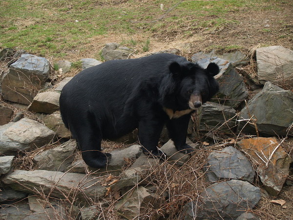미국 필라델피아 동물원의 반달가슴곰(출처-위키피디아)