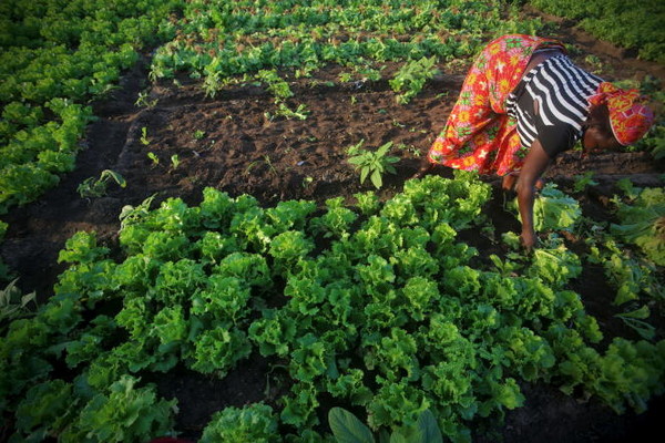 밭에서 일하는 코트디부와르 여성(출처-르몽드)