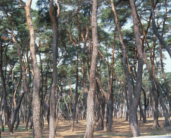 경북 경주 소나무림(사진-국립산림과학원)