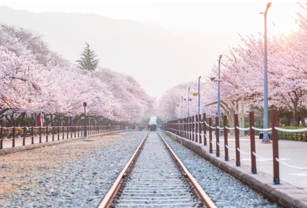 경화역 철길의 벚나무(출처-네이버 블로그 달콤트리)